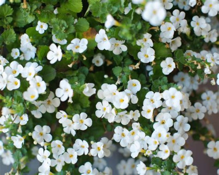 Are Bacopa annual or perennial?