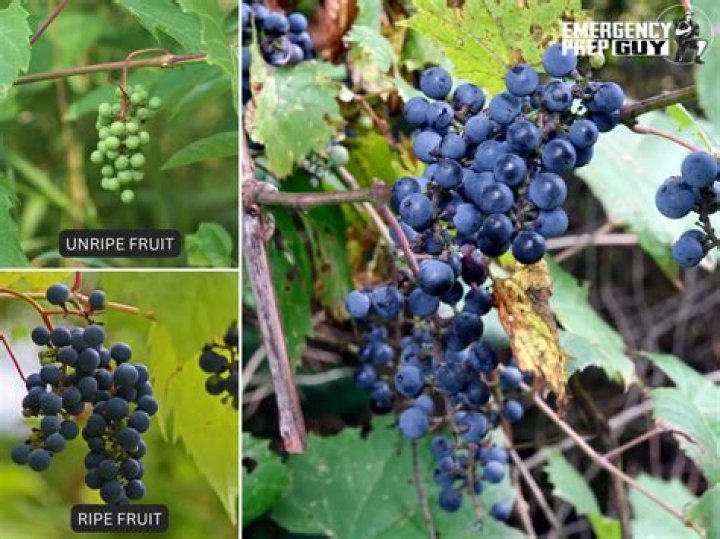 Are Florida wild grapes edible?