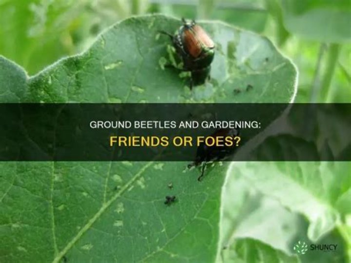 Are ground beetles harmful?
