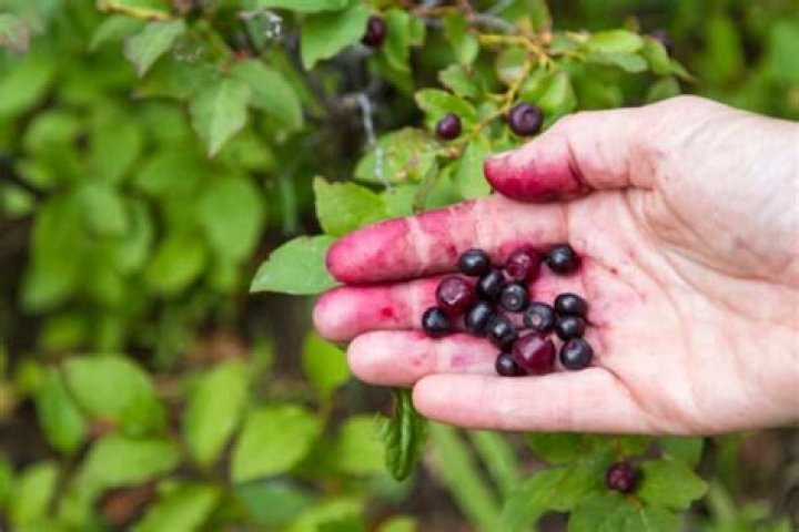 Are huckleberries expensive?