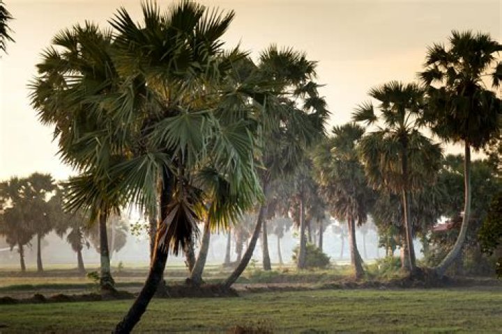 Are palm trees grass?