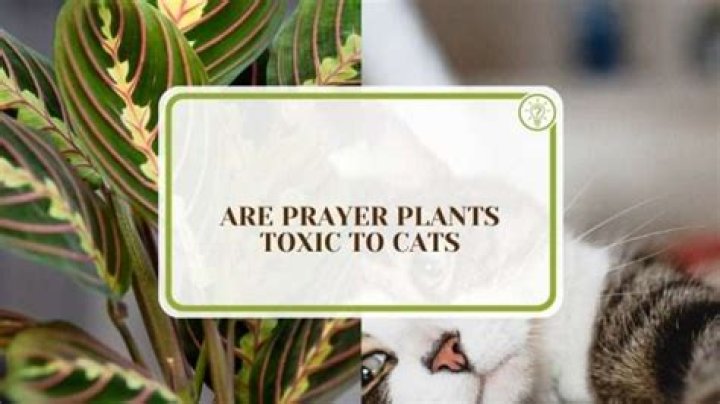 Are prayer plants toxic?
