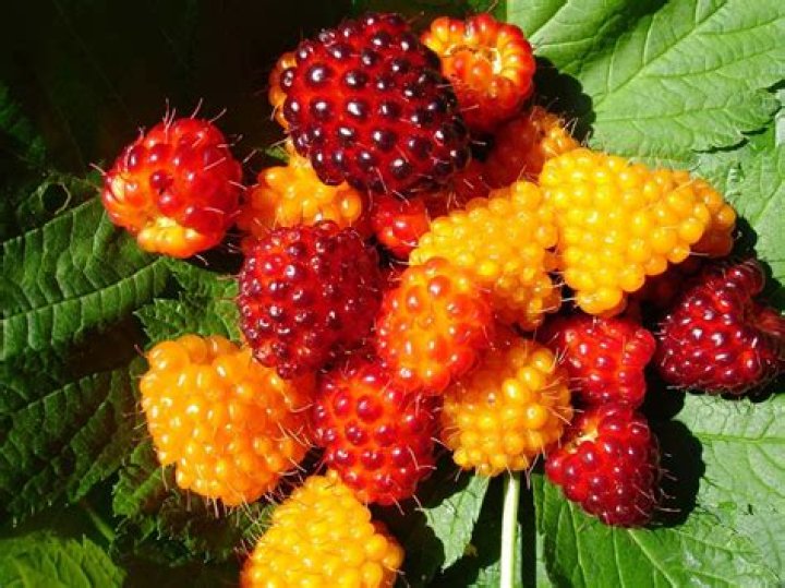 Are salmon berries edible?