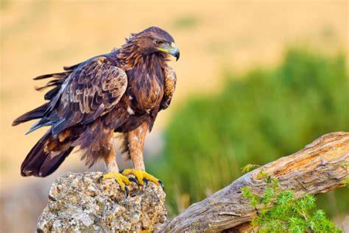Are there golden eagles in Kentucky?
