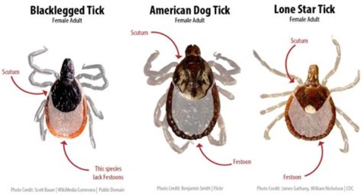 Are ticks found in grass or trees?