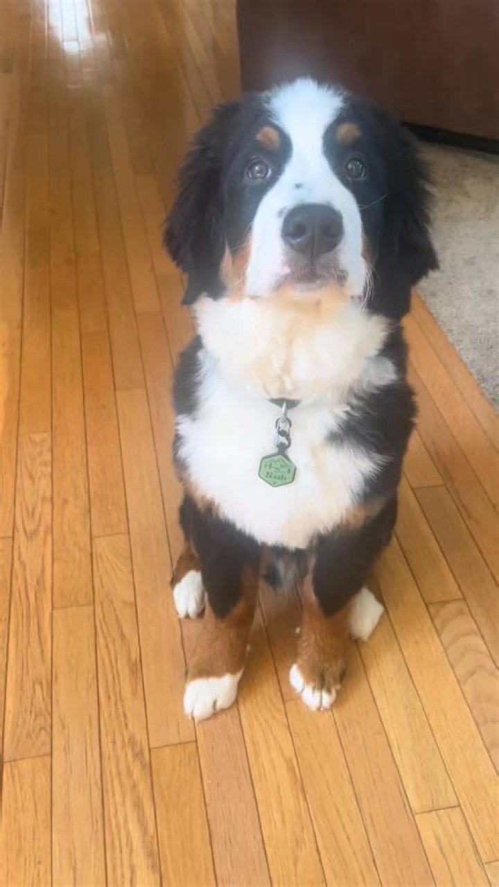 Berner Bio (Wiki) 