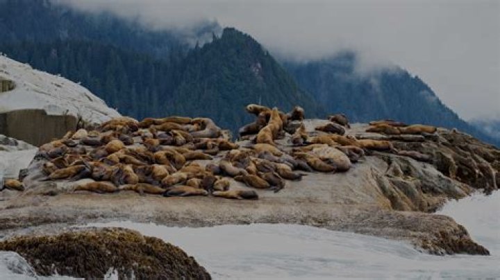 Best Sitka Shore Excursions & Excursion Tours