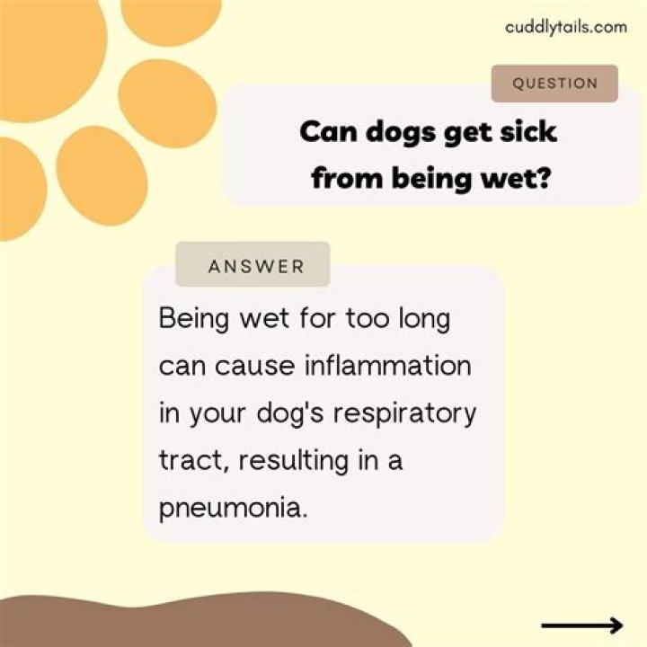 Can a dog get sick from being wet?