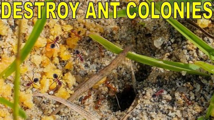 Can an ant colony kill a tree?