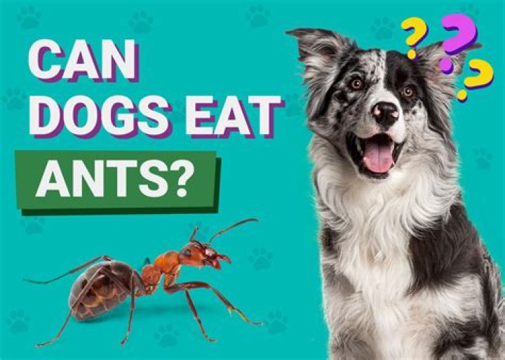 Can ants harm dogs?