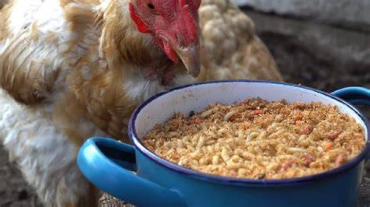 Can chickens eat mesquite pods?