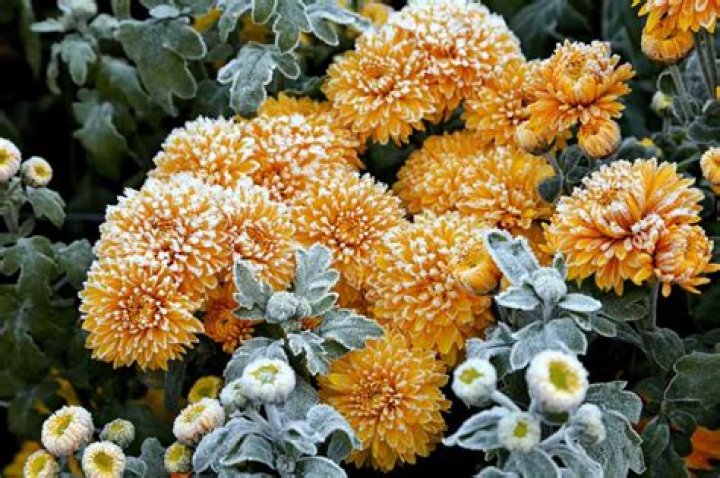 Can chrysanthemums survive frost?