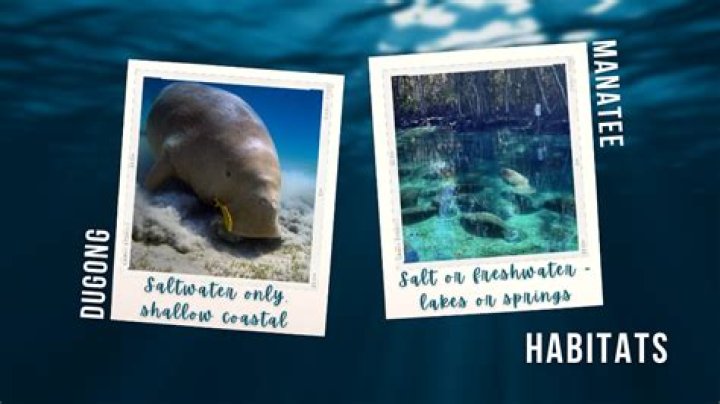 Can dugongs and manatees mate?