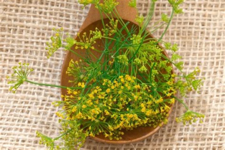 Can I dry fennel fronds?
