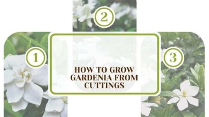 Can I grow a gardenia from a cutting?