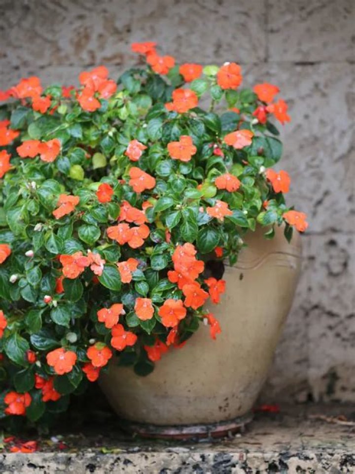 Can impatiens tolerate morning sun?