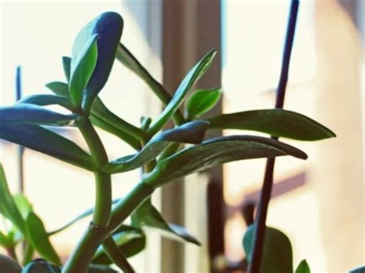 Can jade plants get sunburned?