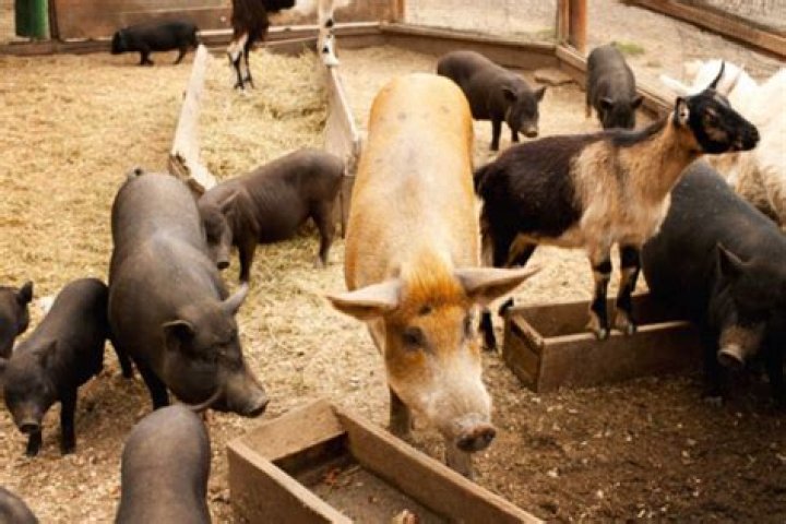 Can pigs and goats share pasture?