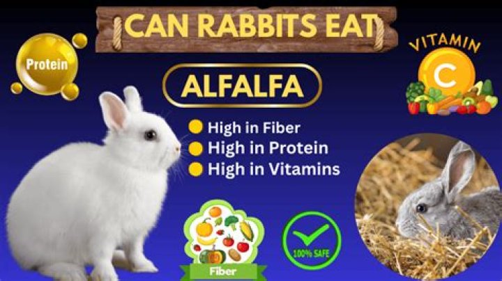 Can rabbits eat alfalfa cubes?