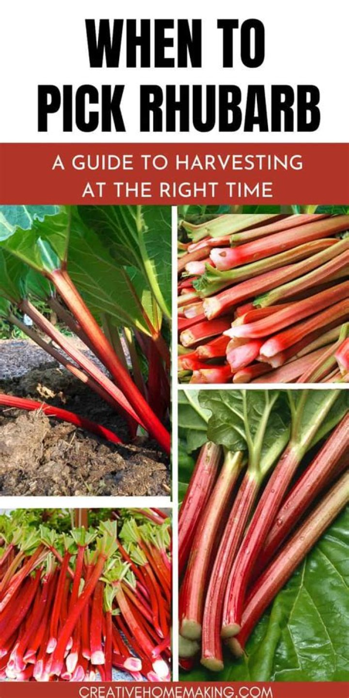 Can rhubarb be eaten uncooked?
