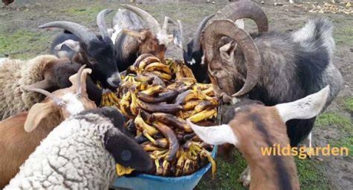 Can sheep eat banana leaves?