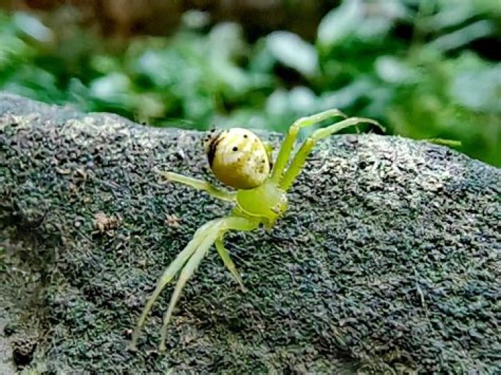 Can spiders change their color?