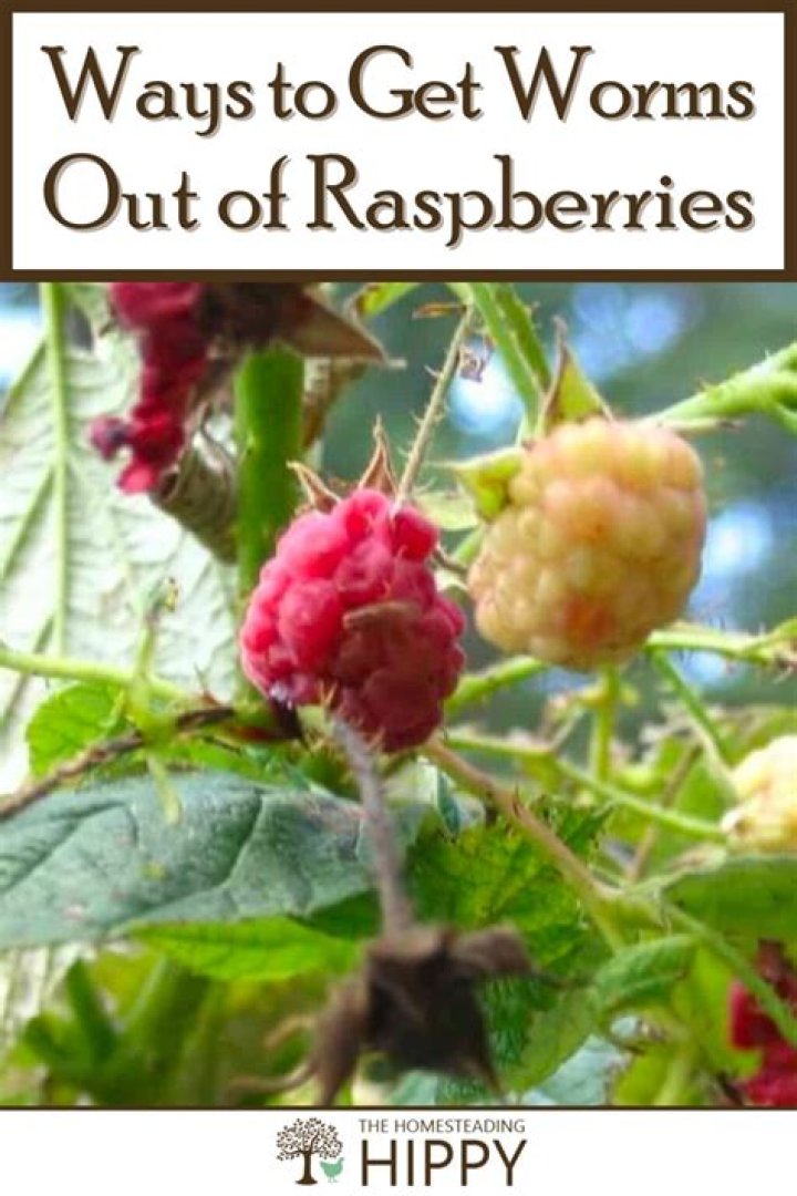 Can you eat raspberries with worms?
