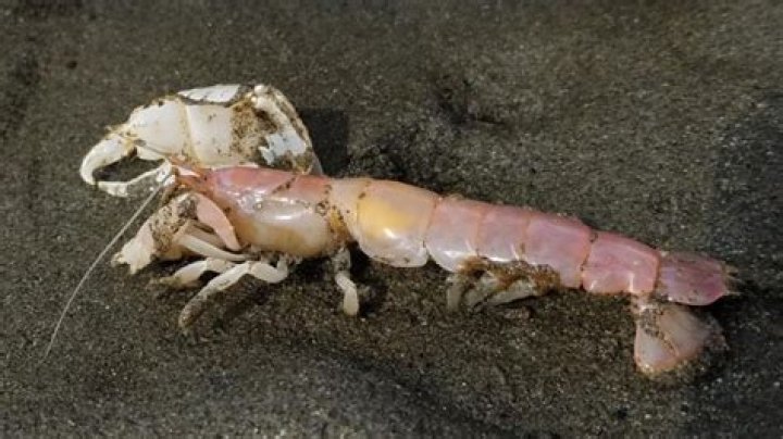 Can you eat sand shrimp?
