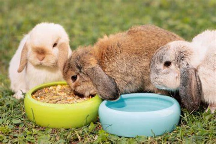 Can you feed oats to rabbits?