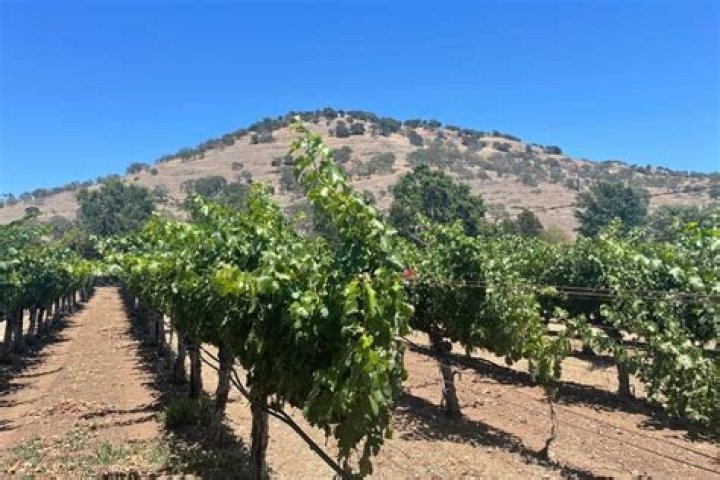 Can you Uber to Napa?