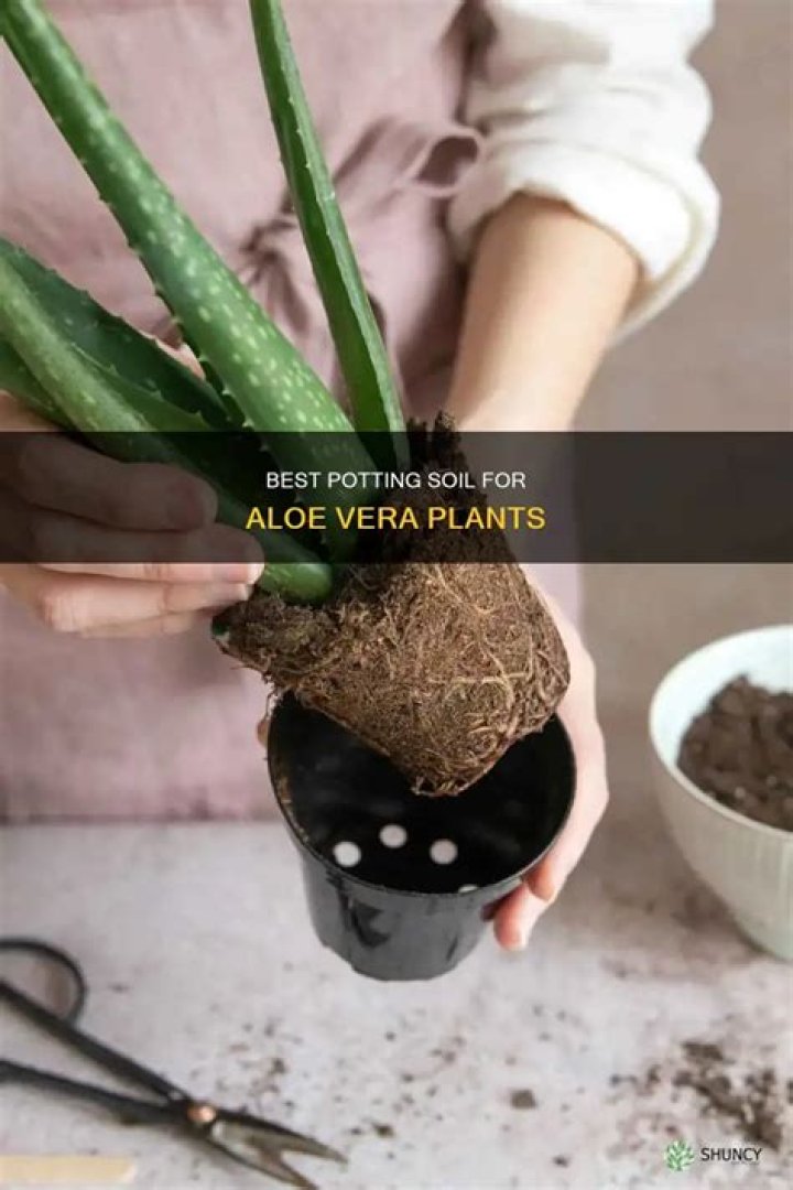 Can you use potting soil for aloe vera?
