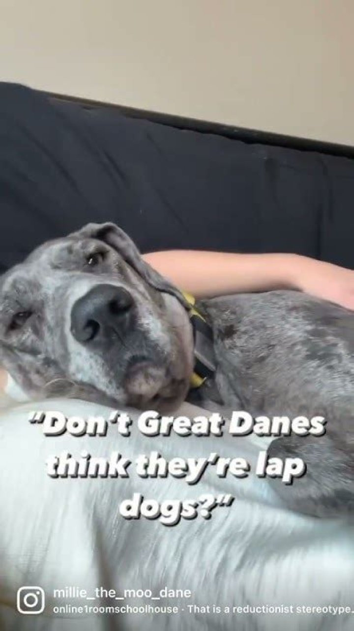 Do Great Danes think they are lap dogs?