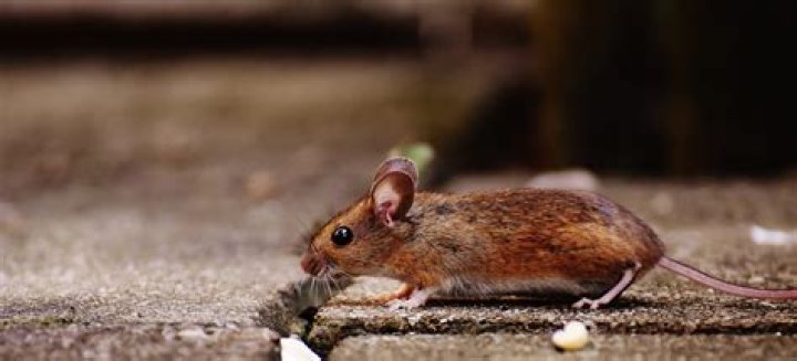 Do mice eat slugs?