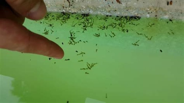 Do Mosquitoes breed in pool water?