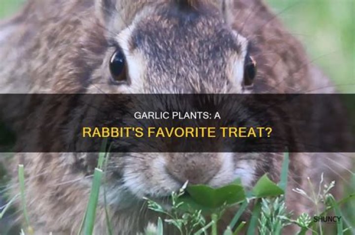 Do rabbits like garlic?