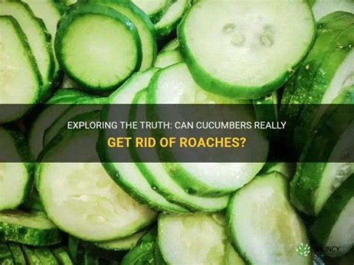 Do roaches eat cucumbers?
