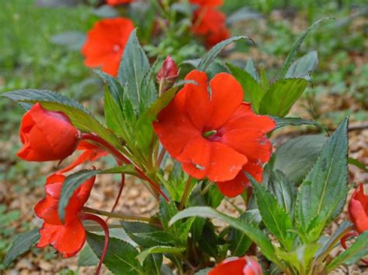 Do Sunpatiens come back every year?
