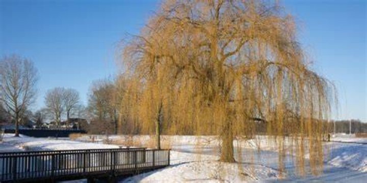 Do weeping willow trees lose their leaves in the winter?