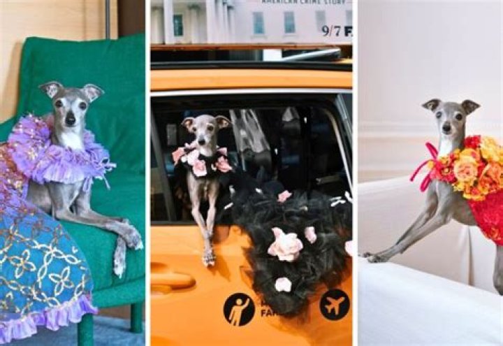 Eleonora Gaggero Pets - Celebrity Pets
