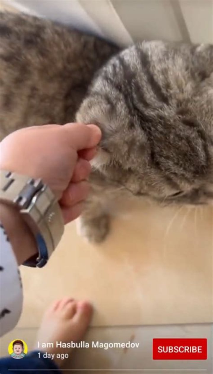 Hasbulla Cat Abuse Video 