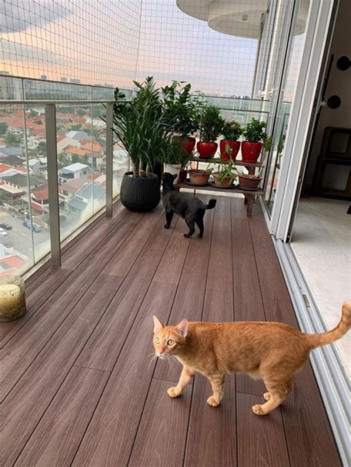 How do I keep my cat off the balcony railing?