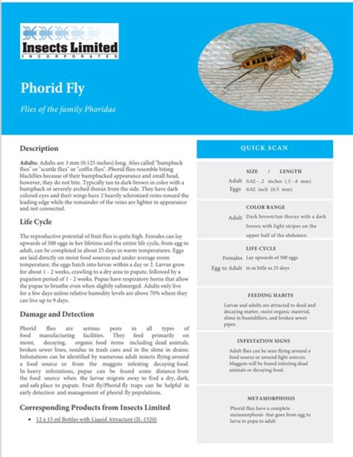 How do you catch phorid flies?