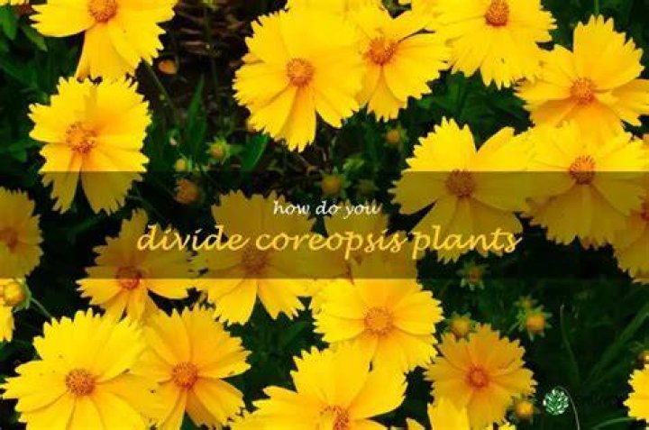 How do you divide Moonbeam coreopsis?