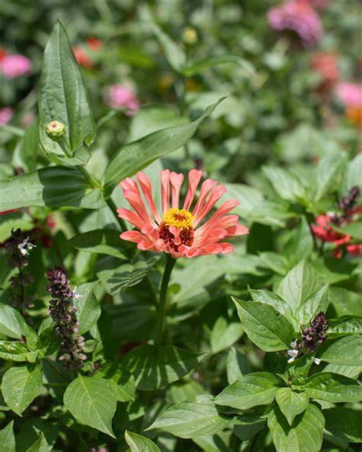 How do you keep cut zinnias fresh?
