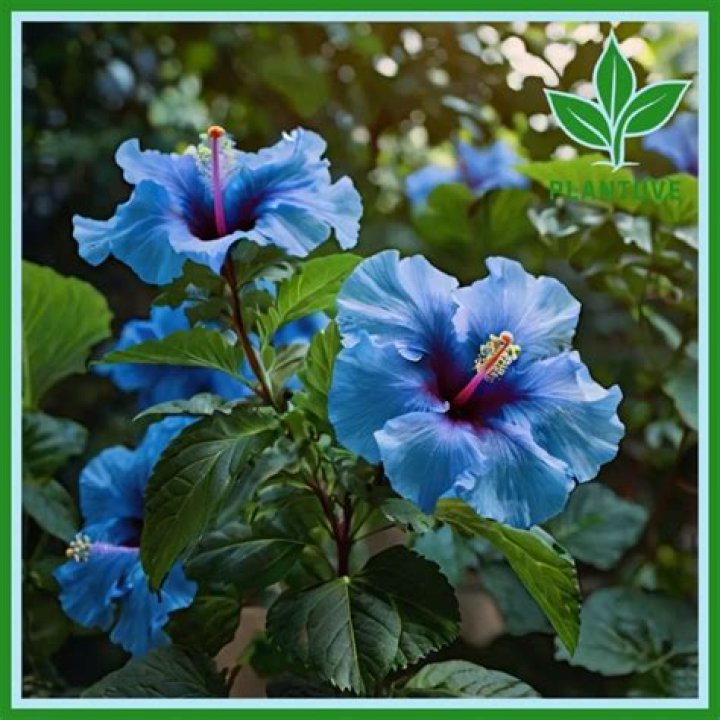 How do you plant a blue hibiscus?