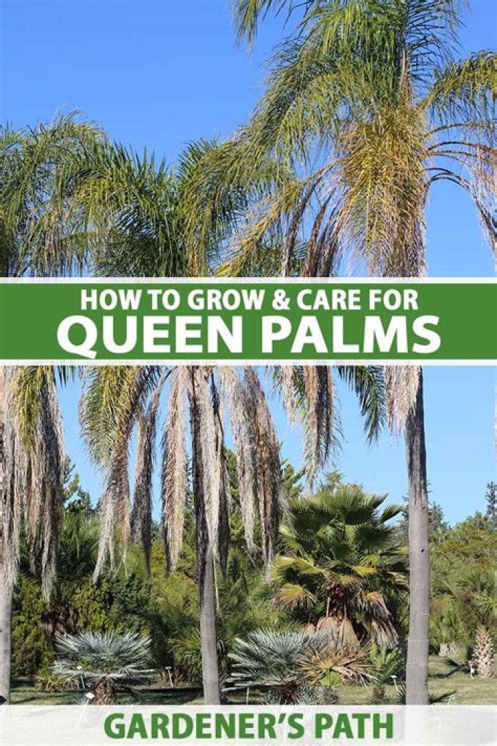 How do you revive a queen palm tree?