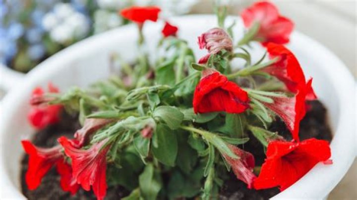 How do you revive wilted petunias?