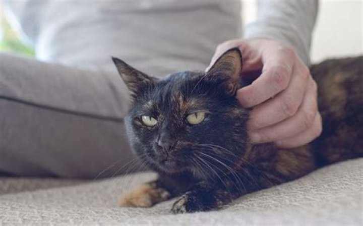 How far can a cat hear you calling?