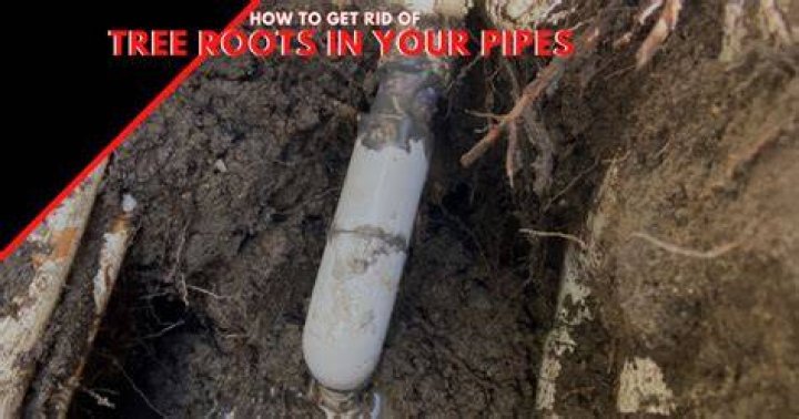 How fast do roots grow in sewer pipes?