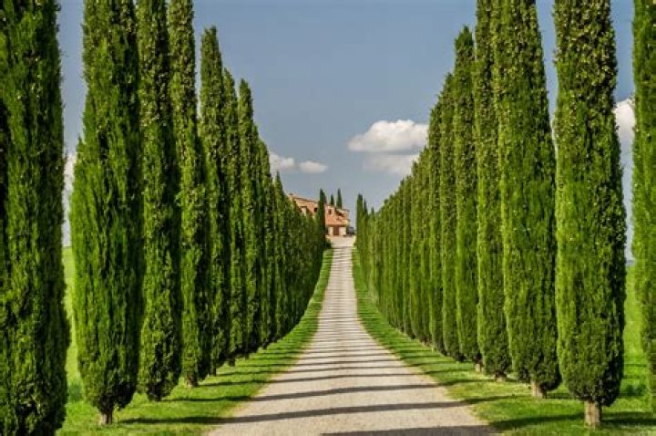 How long can cypress trees live?